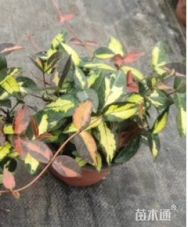 20厘米花叶络石