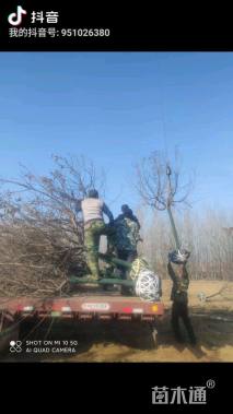 高度500厘米丛生紫叶李