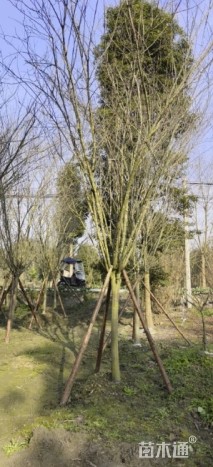 12公分西府海棠