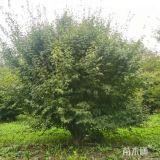 高度360厘米丛生鸡爪槭