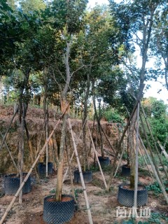 12公分黄花风铃木