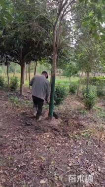 12公分大叶女贞