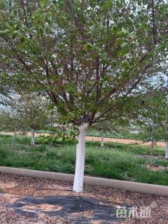 18公分染井吉野樱