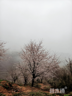 16公分东京樱花