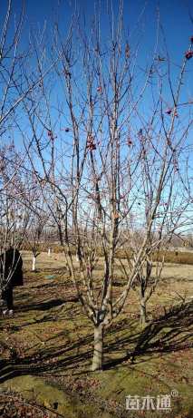 18公分高原之火海棠