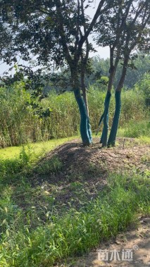 12公分(5杆)丛生朴树