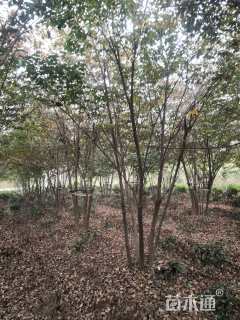 10公分丛生榉树