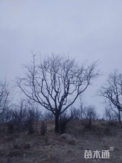 30公分龙爪柿子树