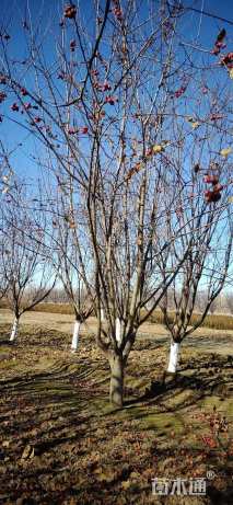 18公分草莓果冻海棠