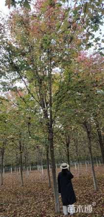 13公分美国红枫