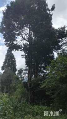 高度1600厘米茶树