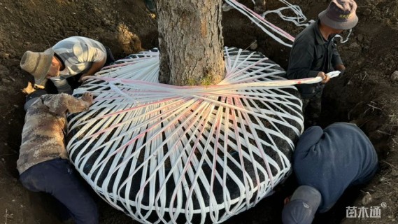 高度600厘米青海云杉