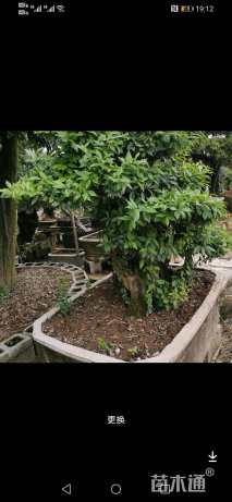 高度100厘米金弹子