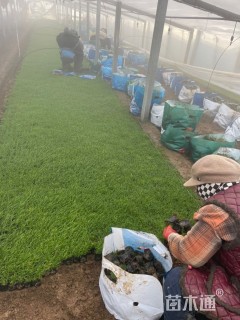 高度3.2厘米青绿苔草