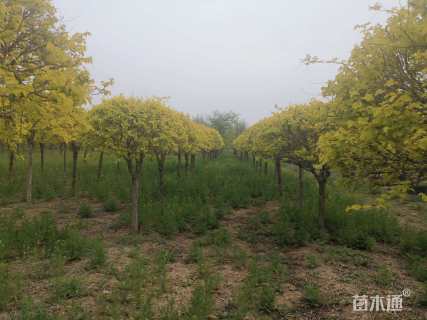 10公分造型榆树