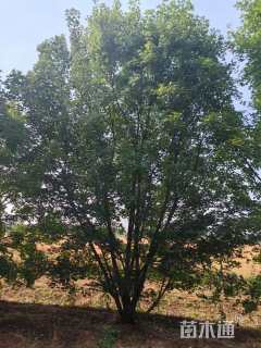 高度800厘米丛生元宝枫