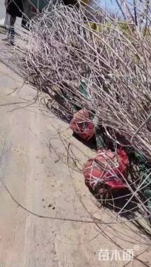 高度300厘米蜡梅