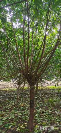 10公分菊花碧桃