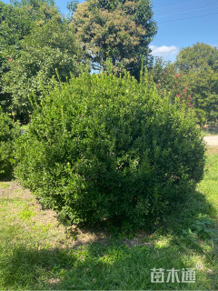 冠幅100厘米大叶黄杨球