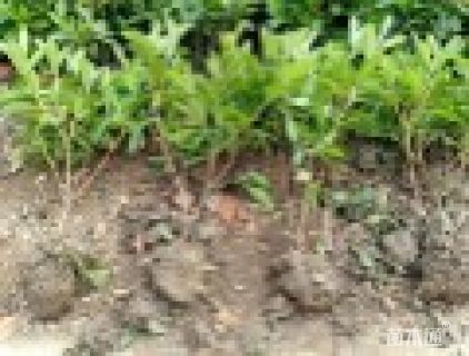 高度40厘米毛鹃