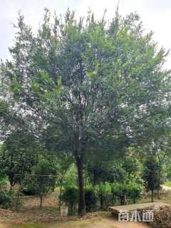 18公分榔榆
