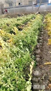 高度60厘米金森女贞