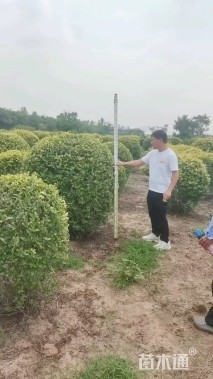 冠幅150厘米金叶女贞球