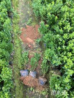 高度30厘米瓜子黄杨