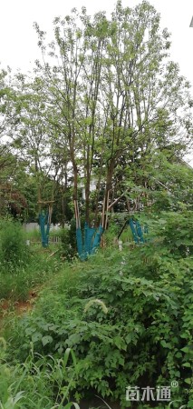 50公分丛生香樟