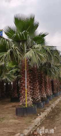 裸干高450厘米华棕