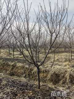 高度400厘米阳光樱