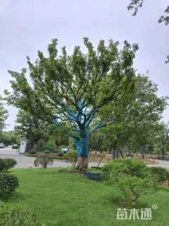 50公分朴树