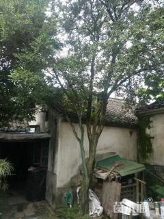 23公分瓜子黄杨