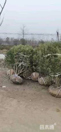 冠幅180厘米瓜子黄杨球