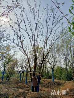 60公分丛生朴树