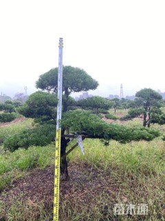 移栽苗造型罗汉松