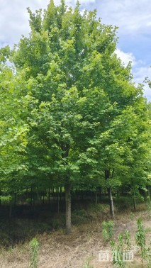 15公分美国红枫