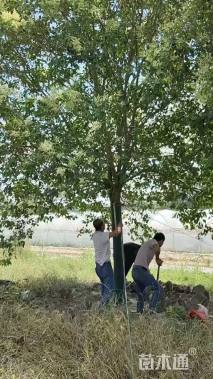 15公分大叶女贞