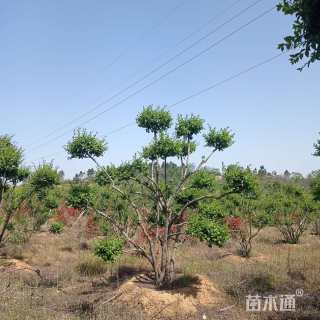 10公分造型小叶女贞