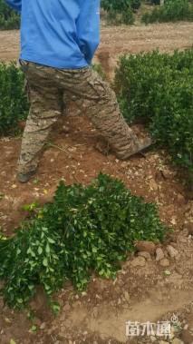 高度50厘米大叶黄杨