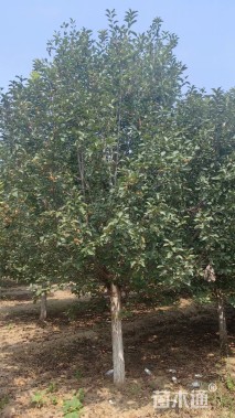 12公分绚丽海棠