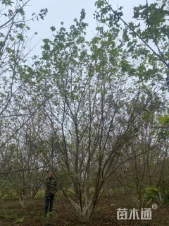 高度750厘米丛生元宝枫