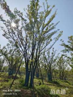 80公分(5杆)丛生朴树