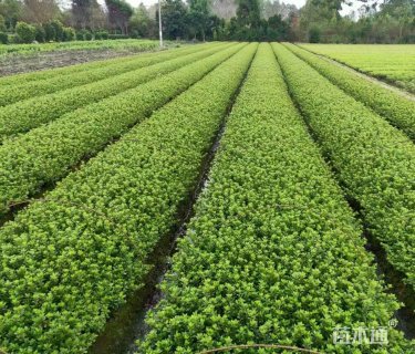 高度40厘米夏鹃
