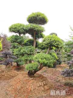 30公分造型杨梅