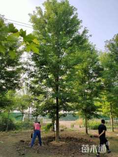 18公分美国红枫