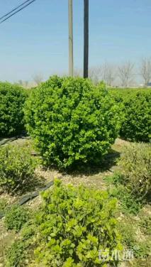 冠幅200厘米大叶黄杨球