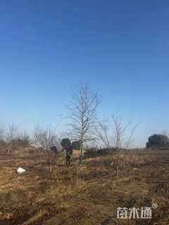 12公分北美枫香