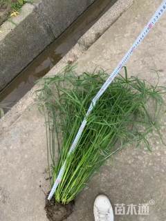 高度40厘米旱伞草