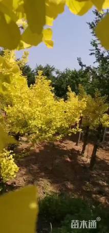 20公分金叶银杏